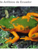 Lista Roja de los Anfibios de Ecuador (Red List of the Amphibians of Ecuador) – 2011